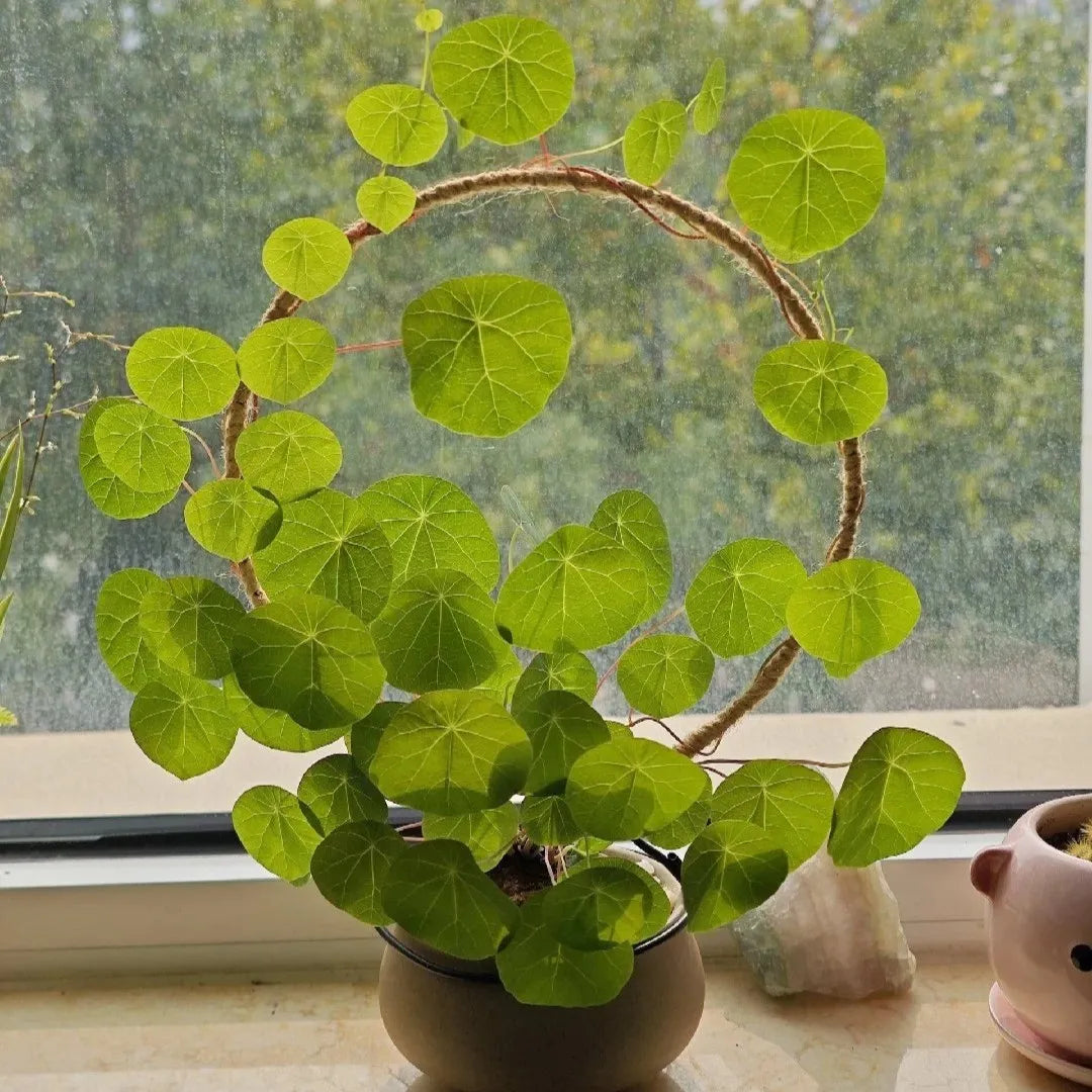 Stephania Erecta