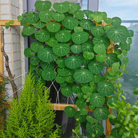 Stephania Erecta